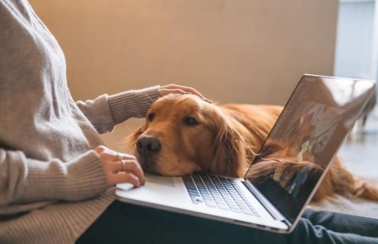 How Pet Wellness Brands Use Subscriptions to Keep Customers Coming Back featured image